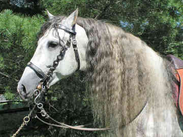 ANDALUZIAN